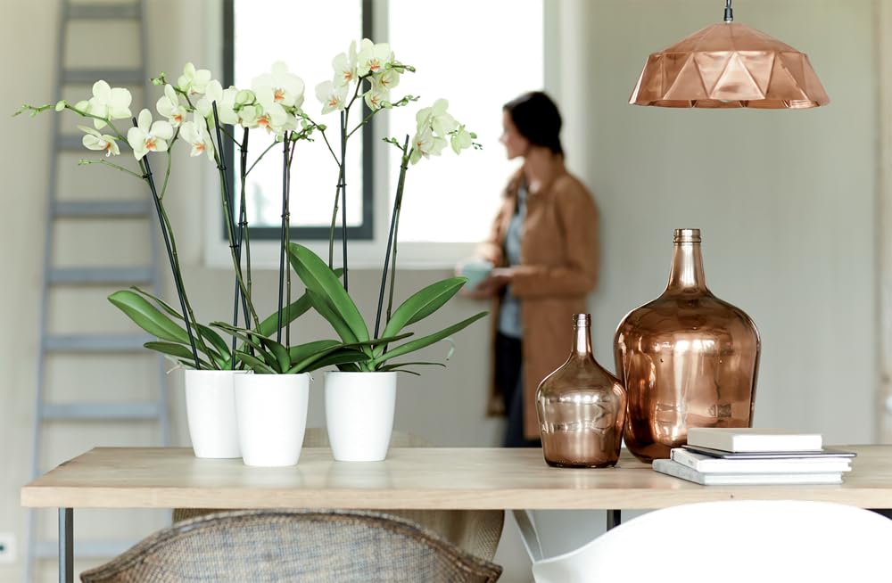 elho-brussels-diamond-orchid-e-haut-12-5-blanc image 5