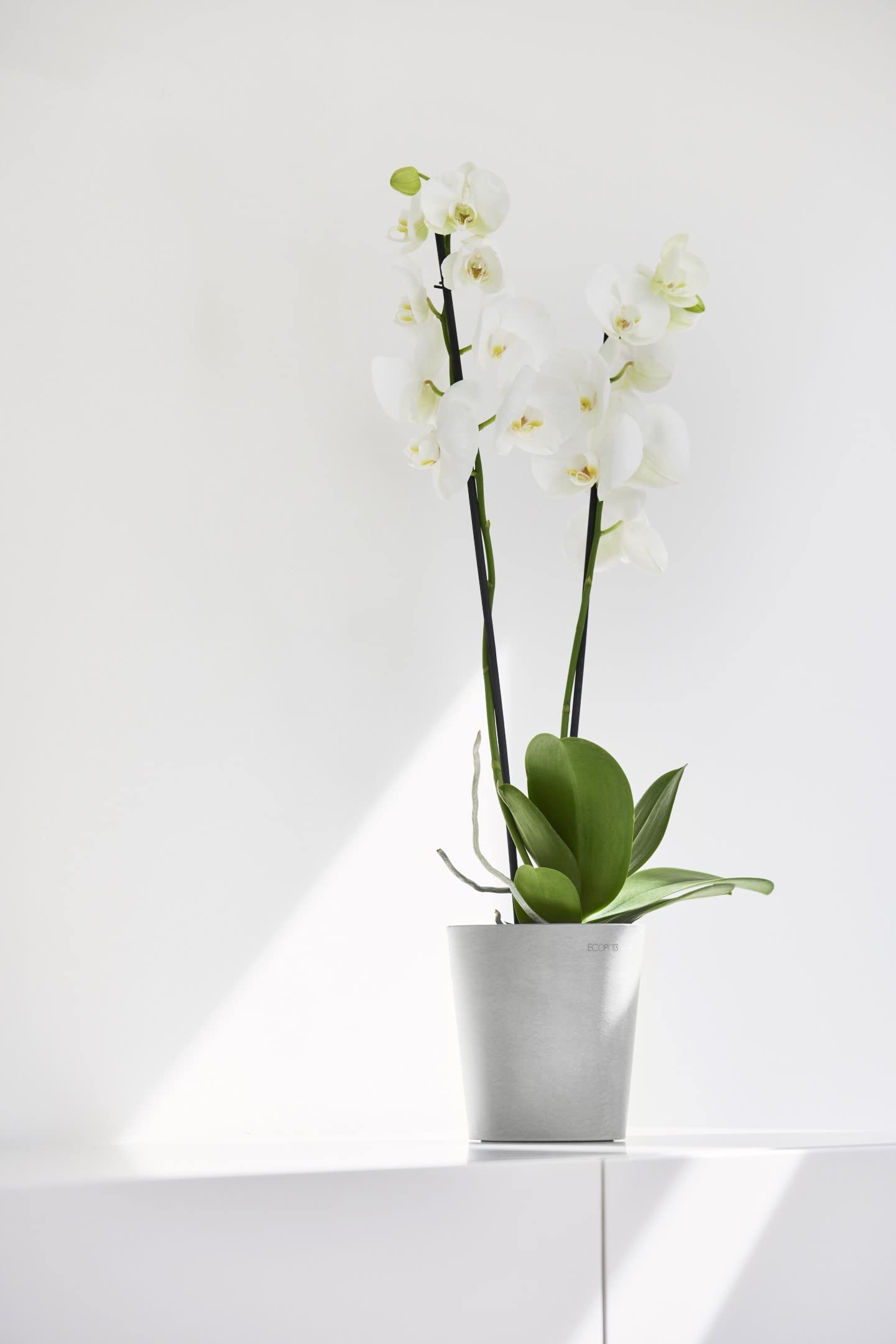 ecopots-morinda-pot-orchid-e-14-cm-blanc-plastique-recycl-base-sur-lev-e-anti-ex image 3