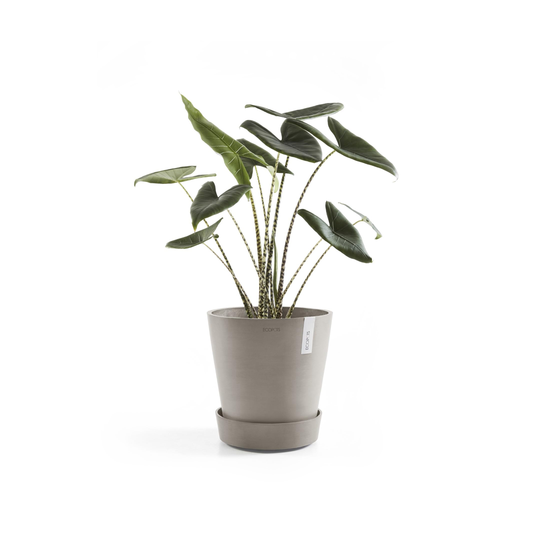 ecopots-wheels-60-support-roulettes-taupe-51-x-h-12-4-cm image 3