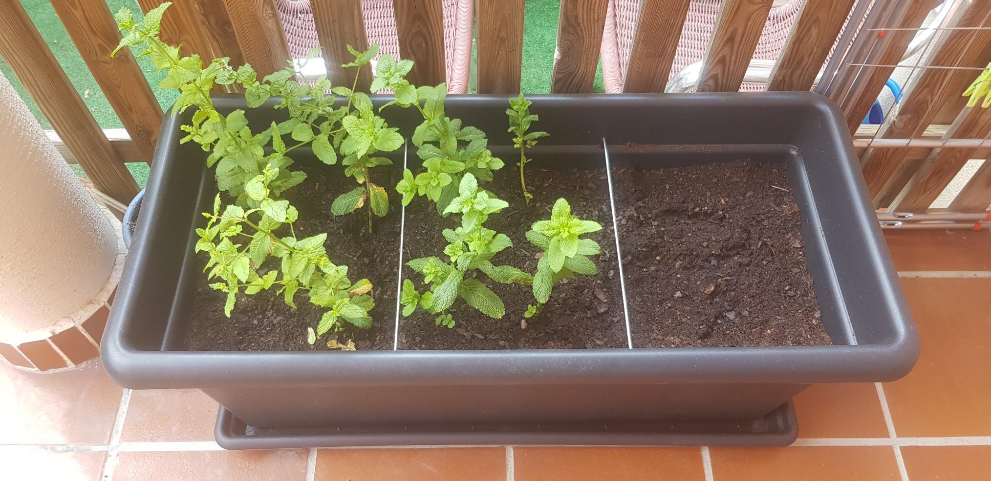 Parfaite pour mon mini potager