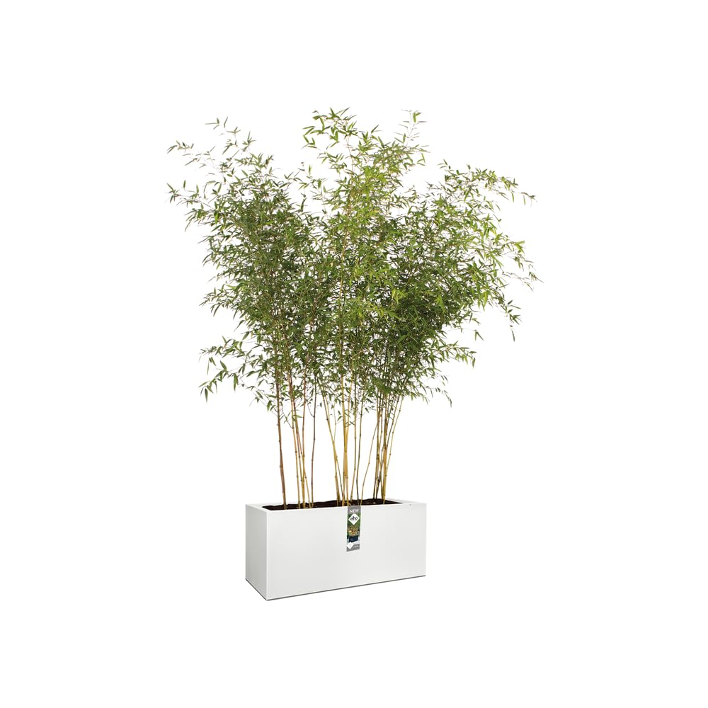 elho-vivo-long-balconni-re-avec-roues-90-cm-blanc image 8
