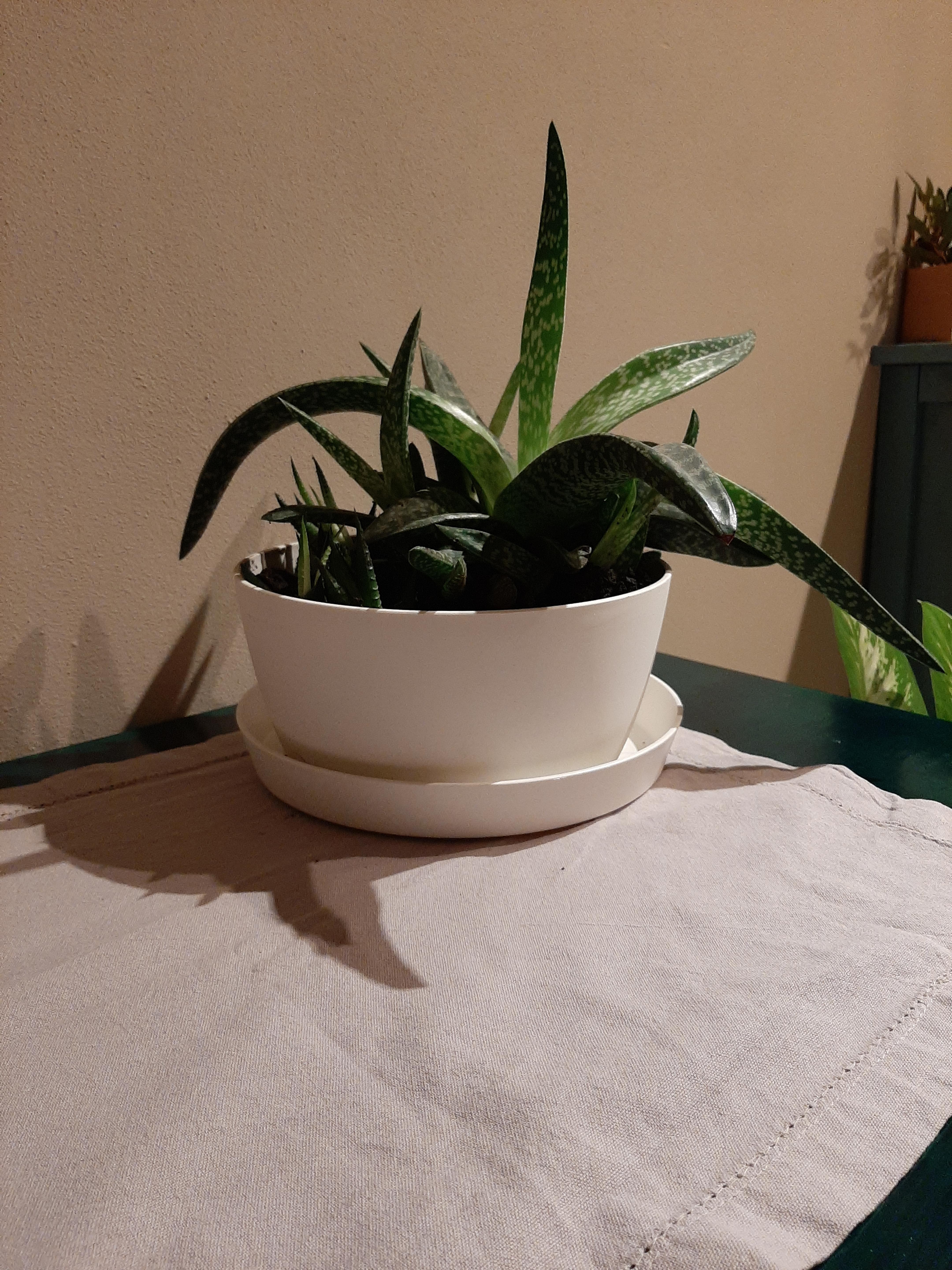 Belle pour mes succulentes