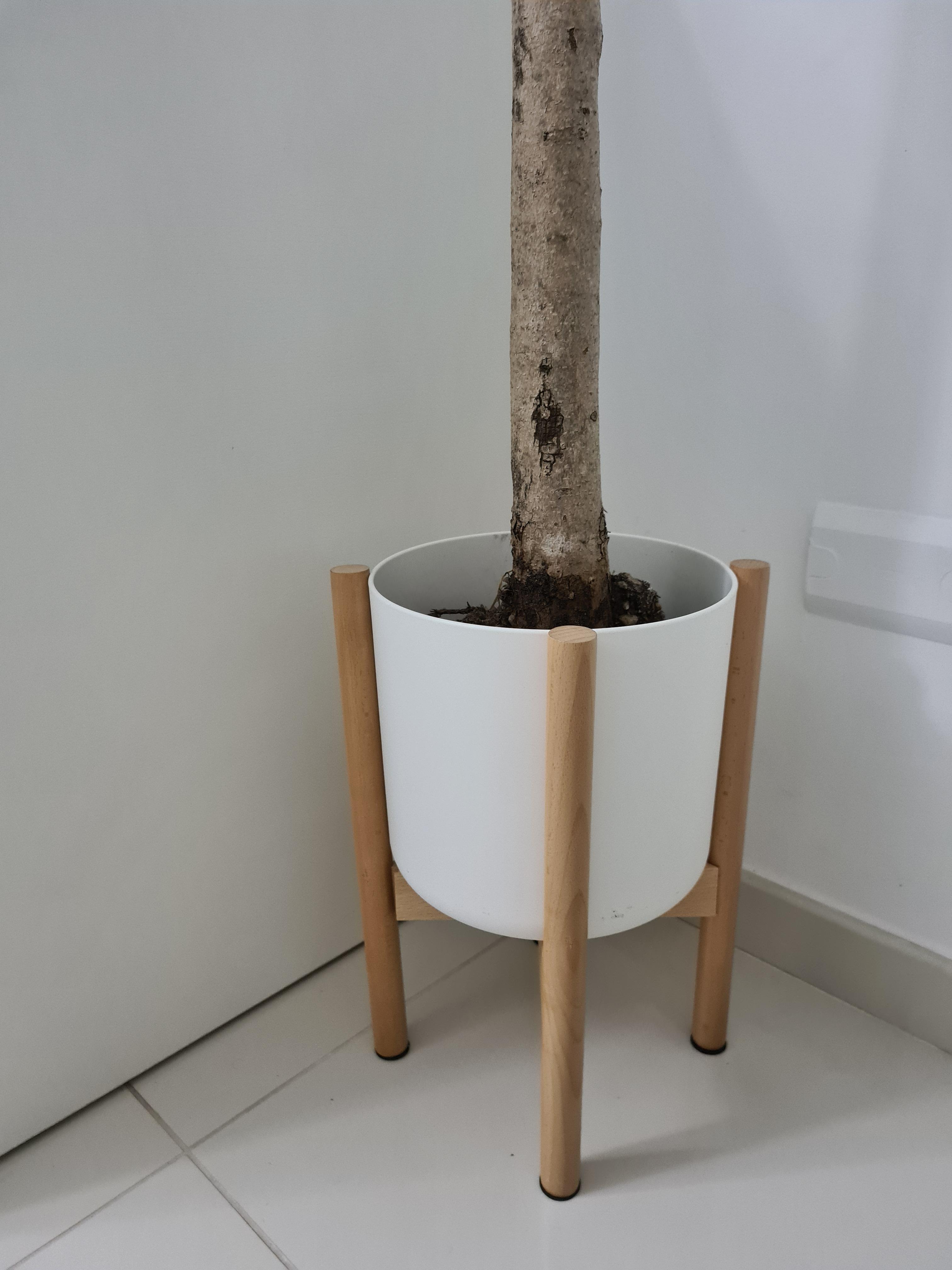 Superbe pour mon monstera