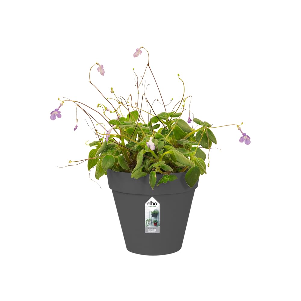 elho-loft-urban-green-wall-single-15-pot-crochet-15-x-h-13-5-cm-anthracite image 3