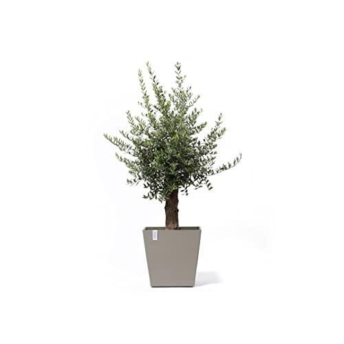 ecopots-rotterdam-50-grand-pot-sur-roues-taupe-50-x-50-x-h-49-2-cm-76-3-l image 8