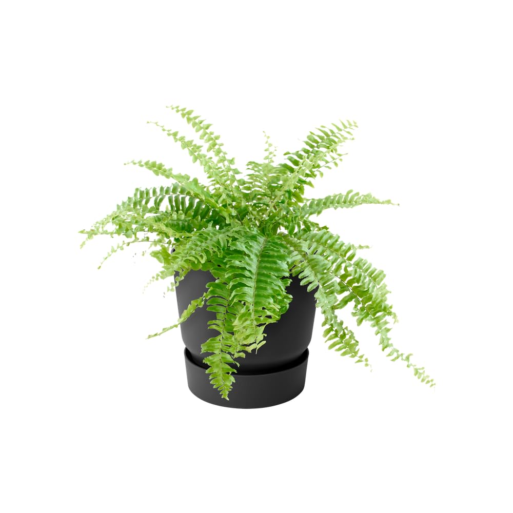 elho-greenville-easy-hanger-19-5-pot-suspendu-balcon-19-5-x-h-23-7-cm-living-noi image 3