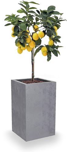eda-basalt-up-pot-carr-haut-36-l-29-5-x-29-5-x-h-49-5-cm-gris-b-ton image 7