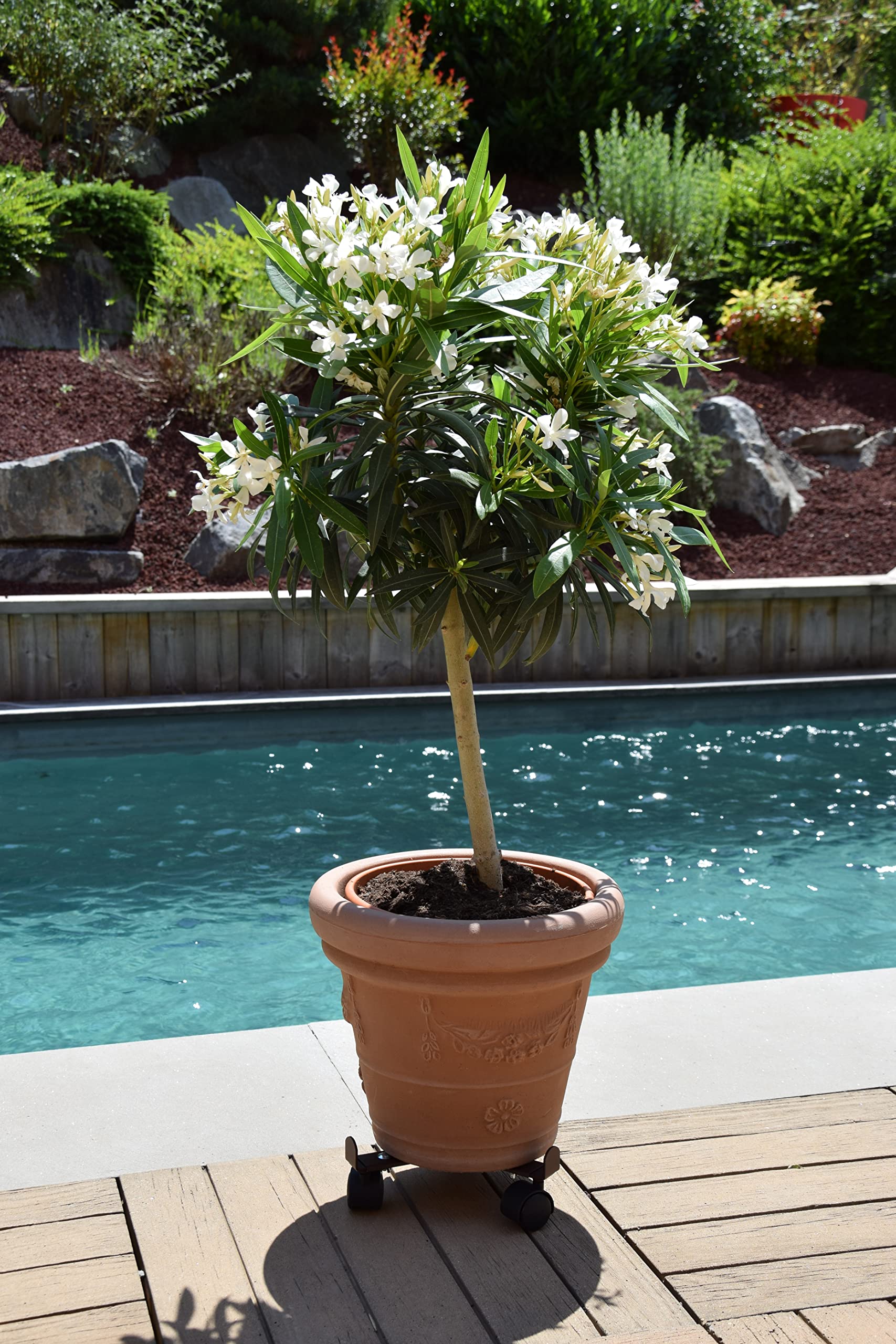 louis-moulin-roule-plante-extensible-27-37-cm-fer-vieilli image 2
