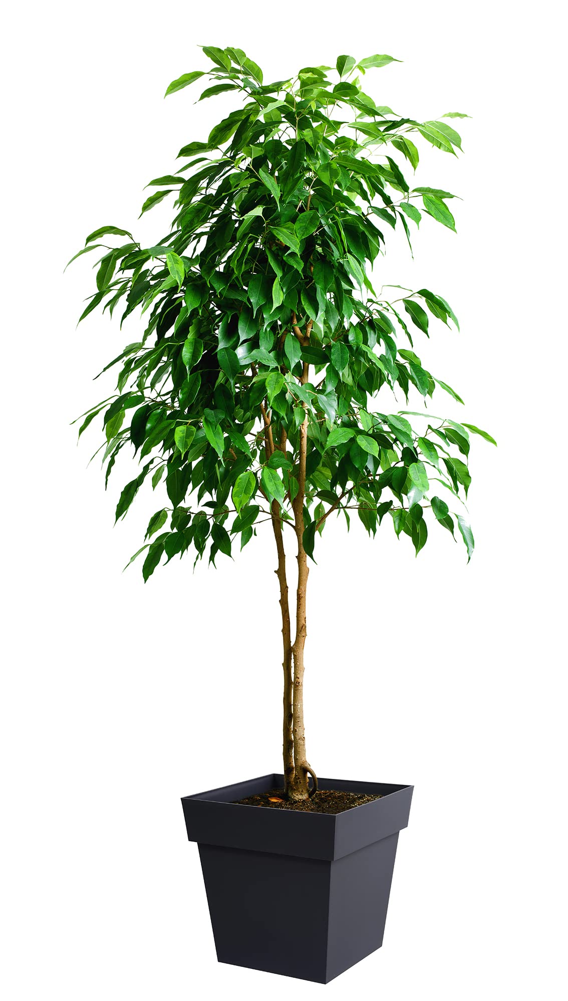 eda-pot-toscane-carr-38-l-39-x-39-x-39-cm-gris-anthracite image 2