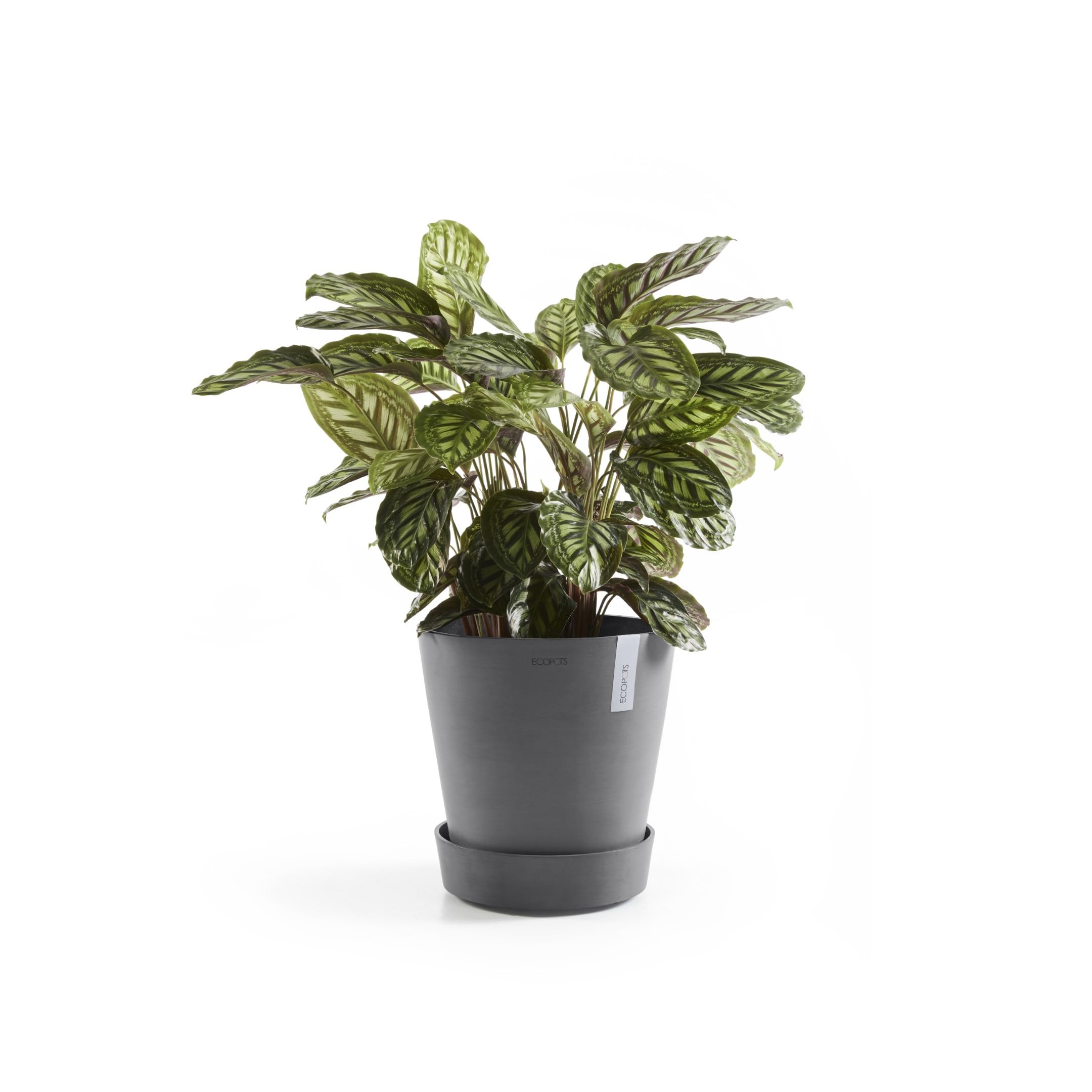 ecopots-plateau-amsterdam-sur-roues-41-6-cm-gris image 5
