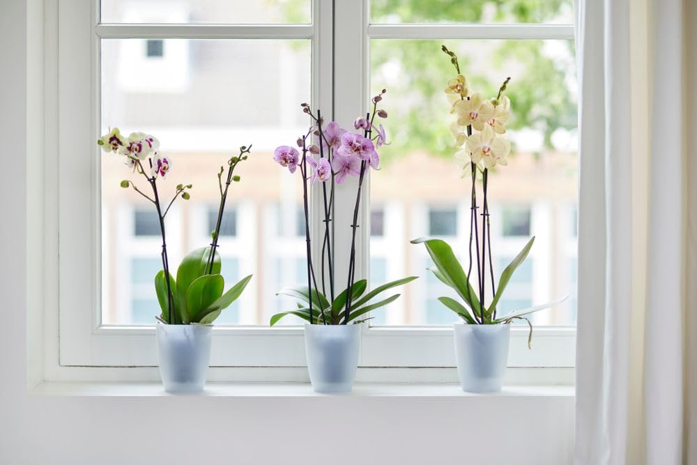 elho-brussels-orchid-e-haut-12-5-cm-pot-transparent-12-5-x-h-15-5-cm image 7