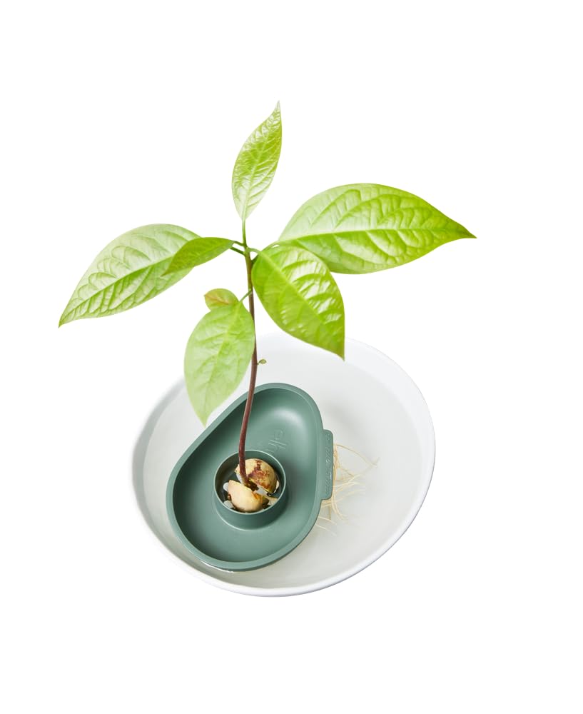 elho-amazing-avocado-floater-leaf-green-flotteur-germination-noyau-d-avocat image 4