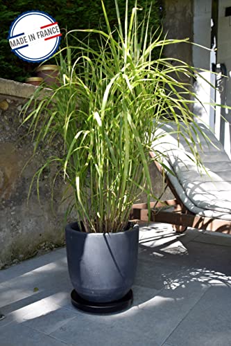 louis-moulin-roule-plante-contemporain-rond-d-30-cm-noir-support-roulettes-80-kg image 6