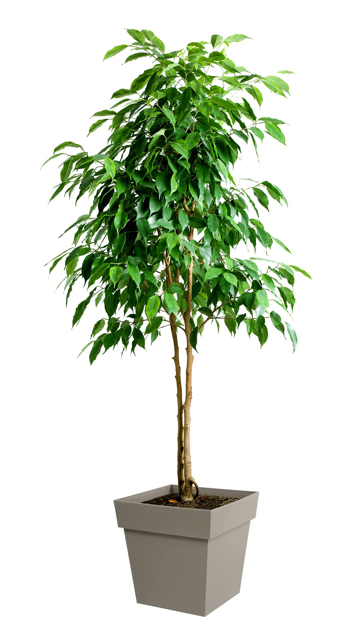 eda-pot-carr-toscane-39-cm-38-l-taupe-int-rieur-et-ext-rieur image 3
