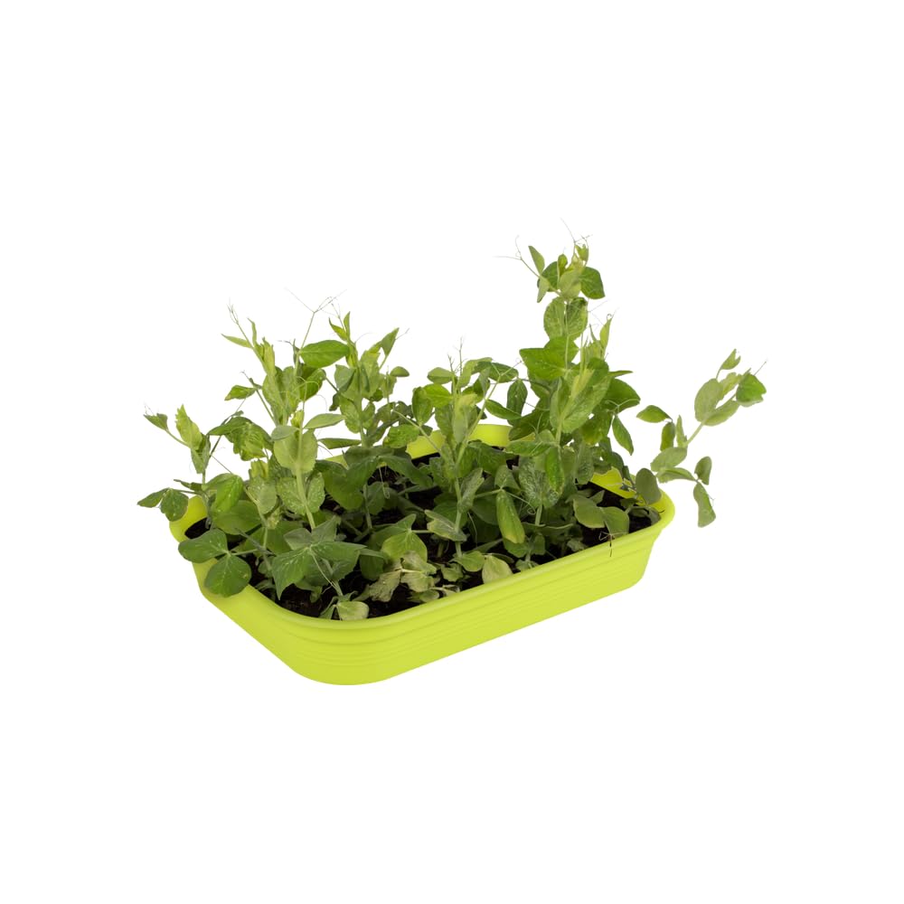 elho-green-basics-plateau-de-culture-36-36-0-x-h-6-3-cm-vert-lime image 6