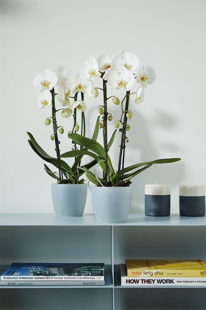 elho-brussels-orchid-e-pot-de-fleur-16cm-16-x-h-14-6-cm-transparent image 5
