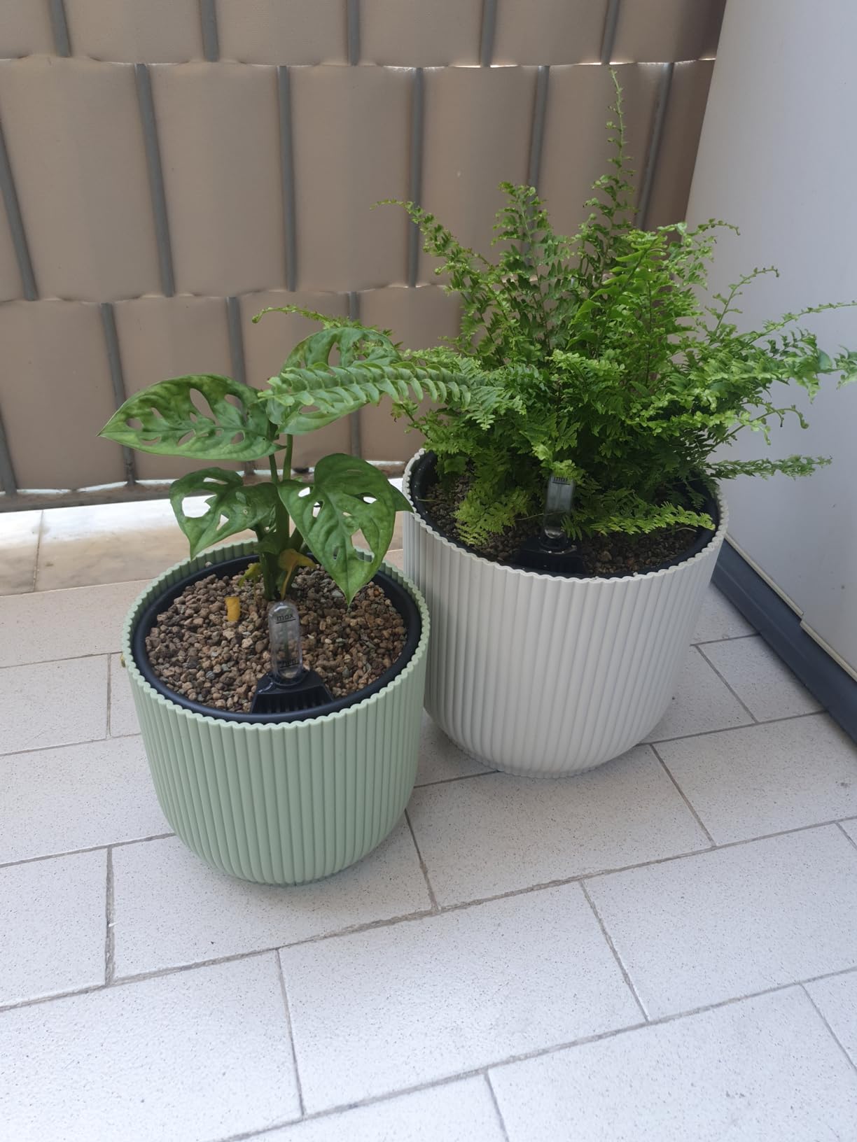 Mes plantes revivent