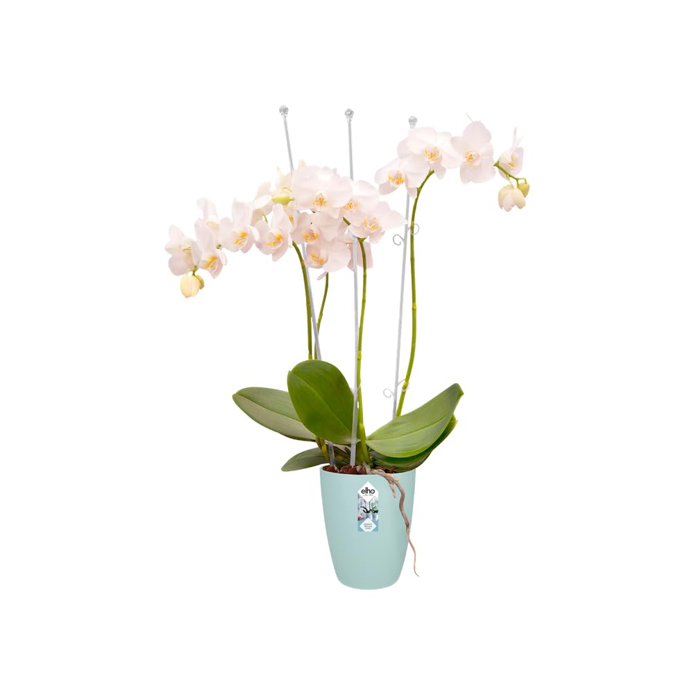 elho-brussels-orchid-e-haut-12-5-cm-pot-transparent-12-5-x-h-15-5-cm image 3