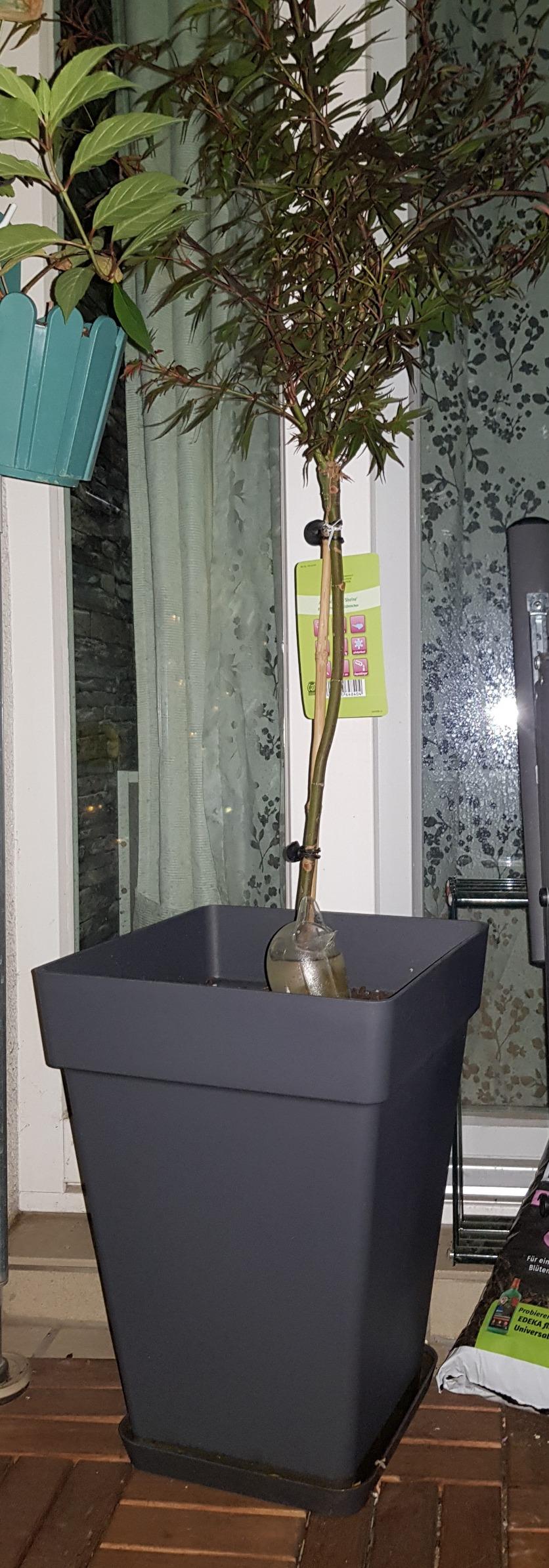 Parfaite sous mon pot