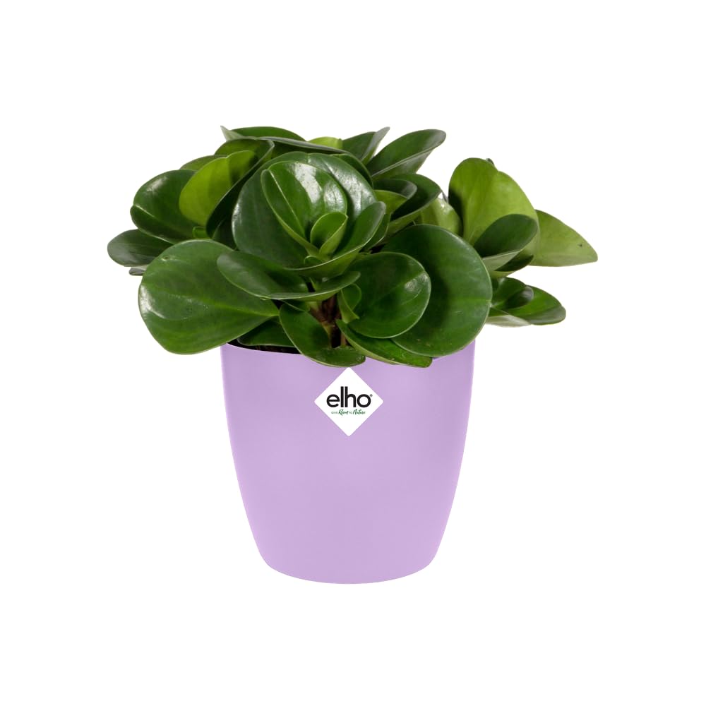 elho-brussels-rond-mini-7-cm-nouveau-violet-6-7-x-h-6-cm image 3