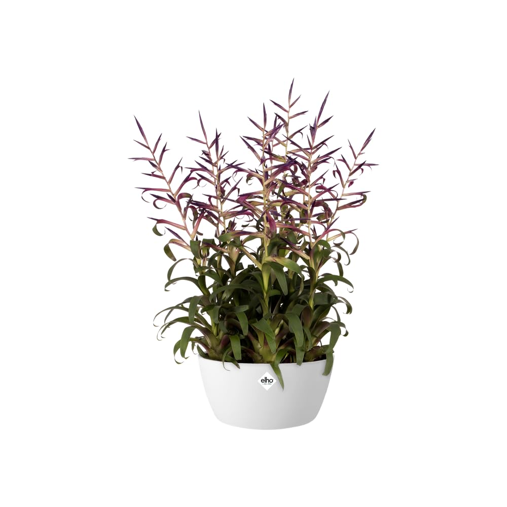 elho-brussels-coupe-23-cm-blanc-22-9-x-h-10-8-cm image 3