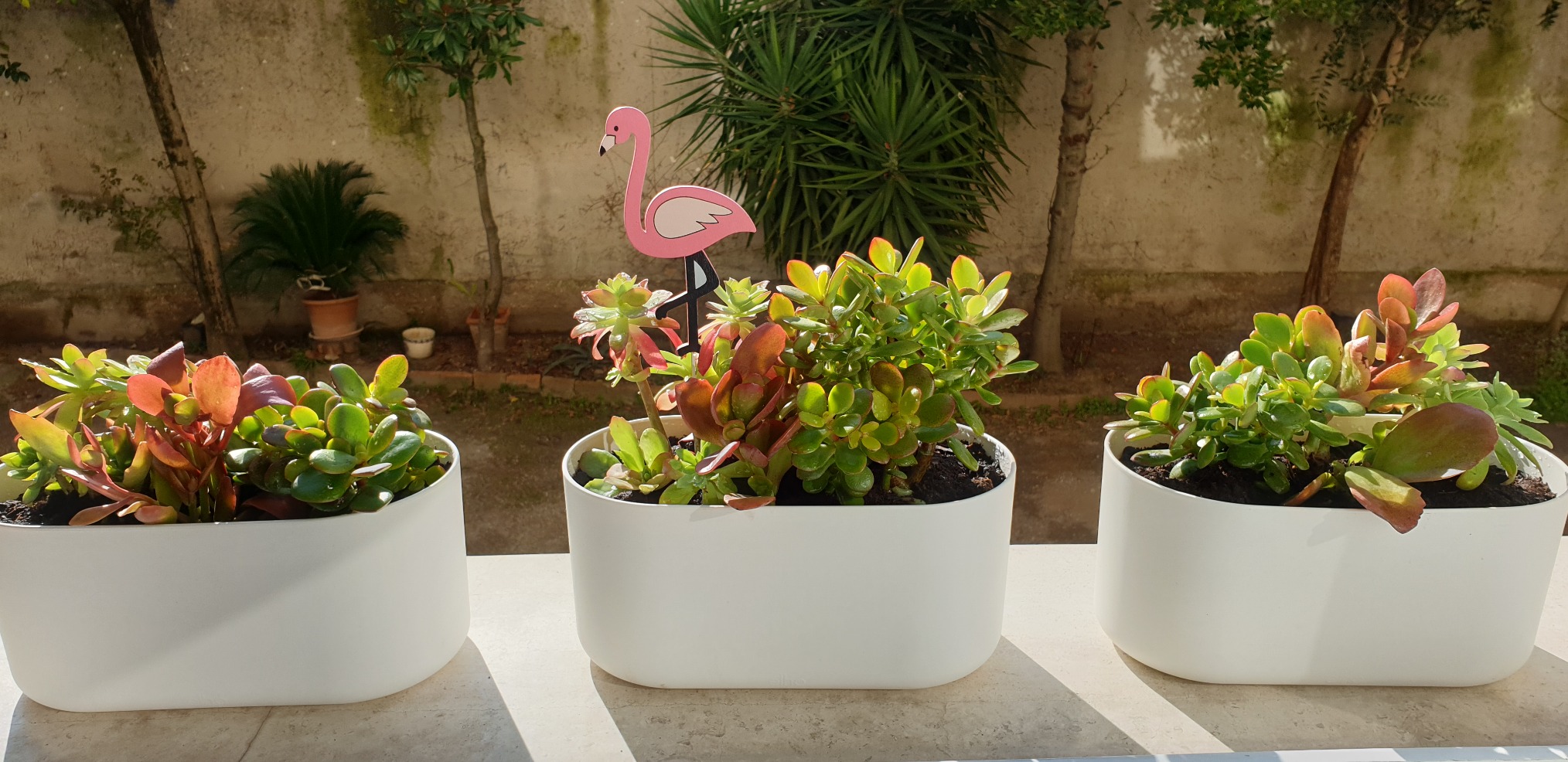 Original pour duo de plantes