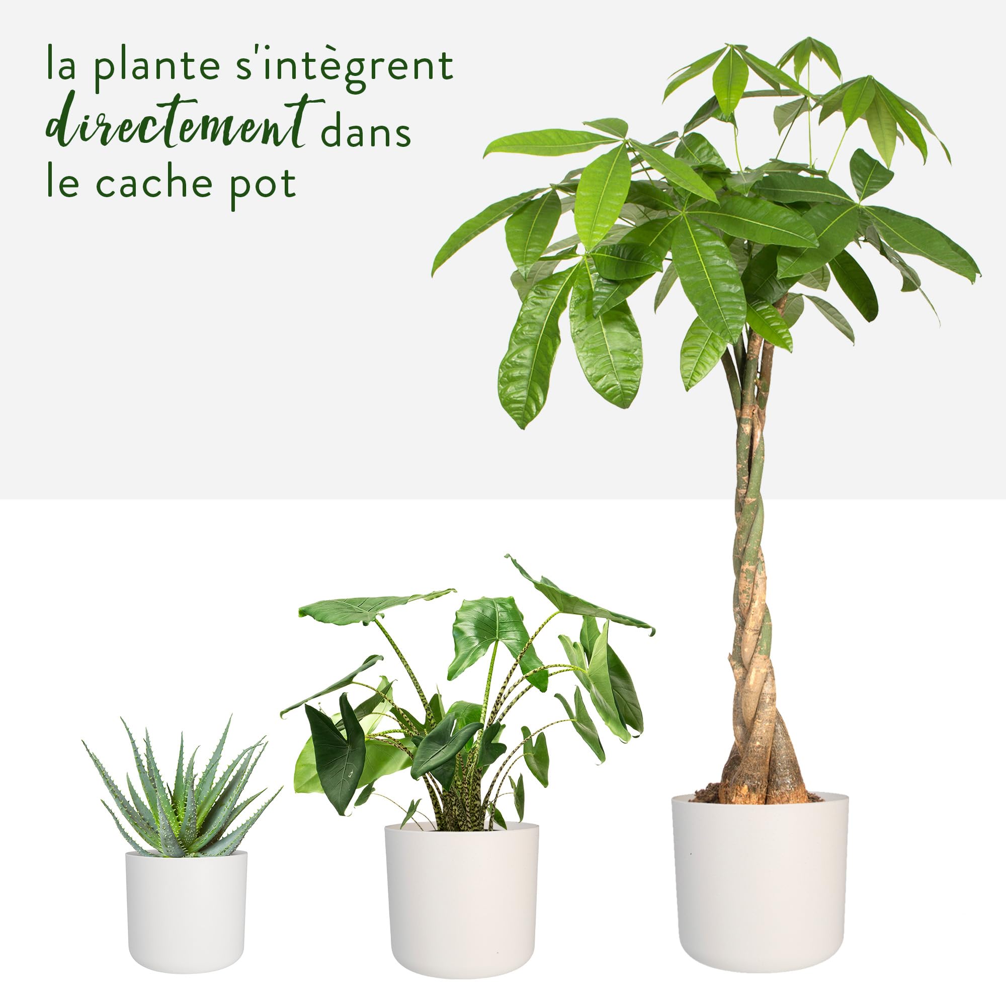 elho-b-for-soft-rond-lot-3-cache-pots-14-16-18-cm-blanc image 5