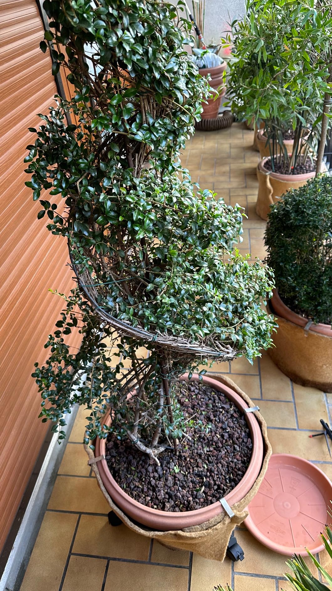 Validé pour déménagement plantes