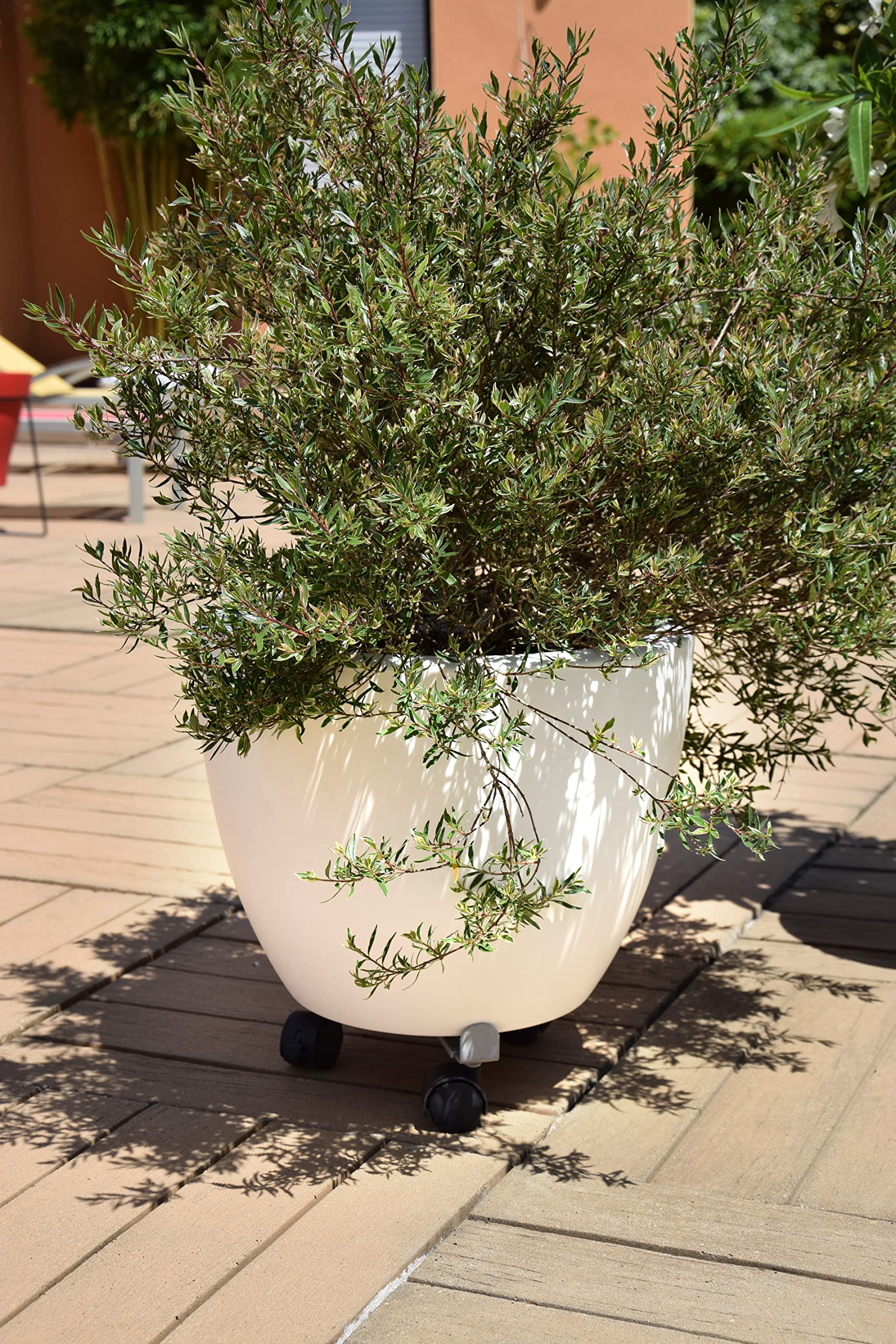 louis-moulin-roule-plante-extensible-27-37-cm-gris-alu image 2