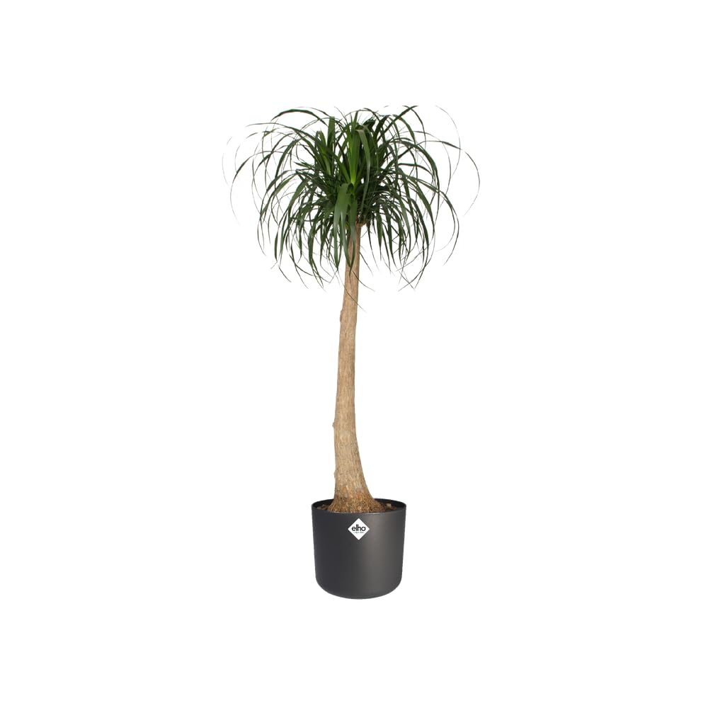 elho-b-for-soft-rond-22cm-pot-avec-irrigation-anthracite-lot-de-2 image 3
