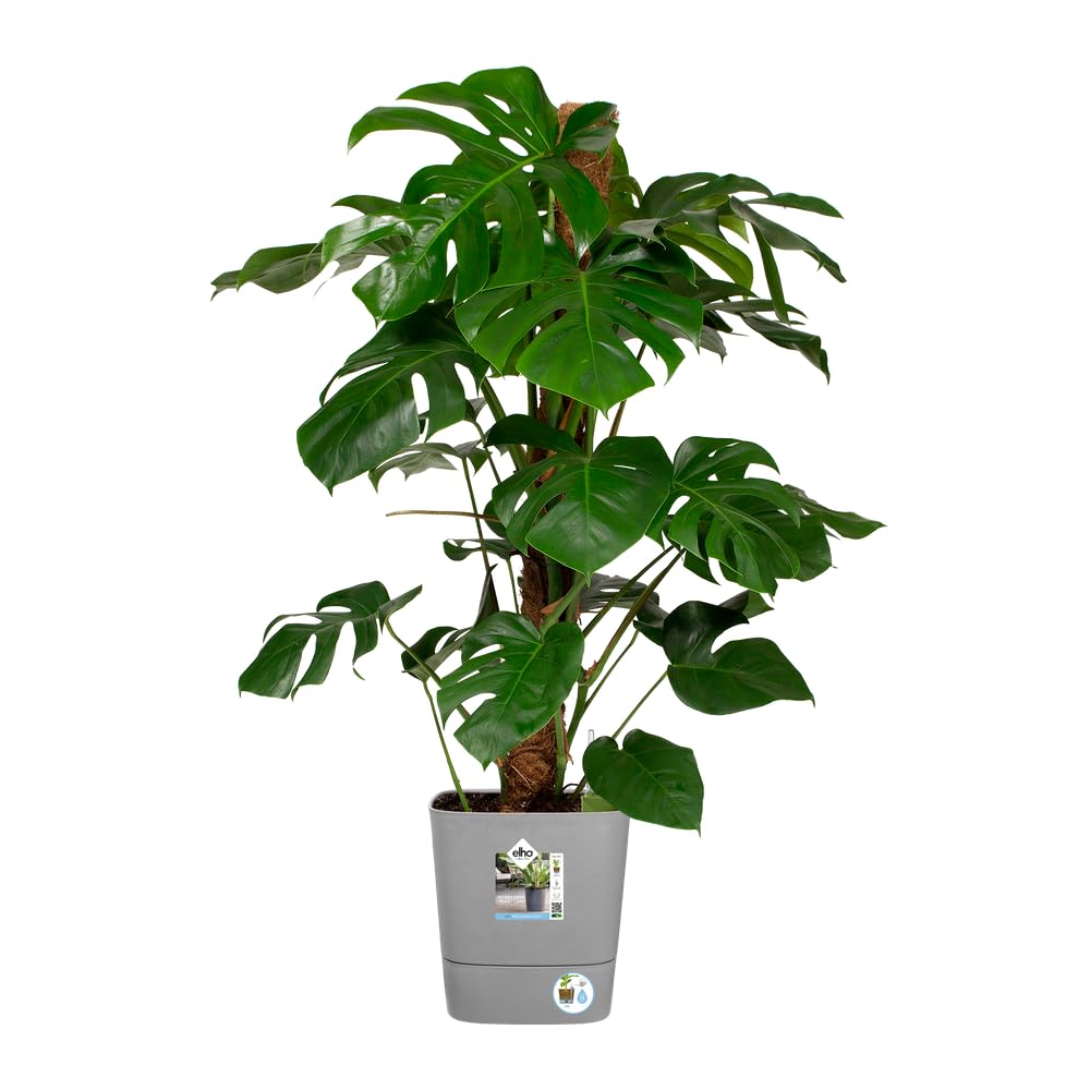 elho-greensense-aqua-care-carr-30-cm-ciment-clair-29-5-x-29-5-x-h-30-2-cm image 3