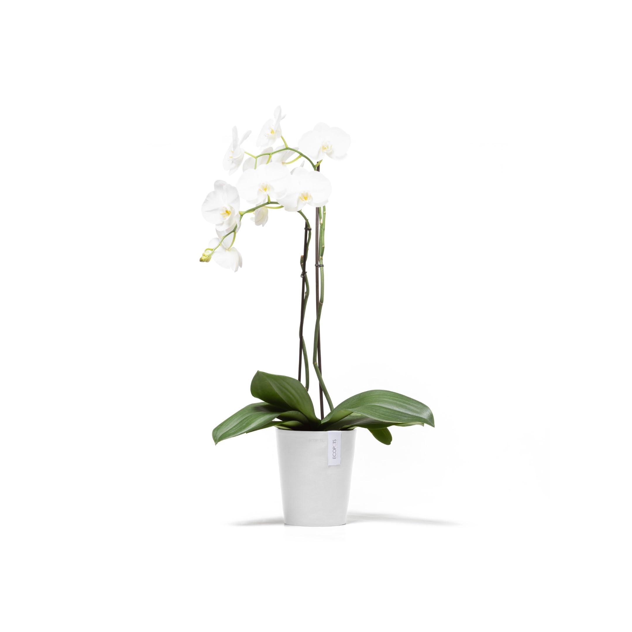 ecopots-morinda-17-pot-orchid-es-blanc-17-cm-avec-drainage image 2