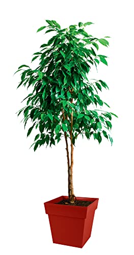 eda-toscane-pot-de-fleur-carr-39-cm-38-l-rouge-rubis image 7