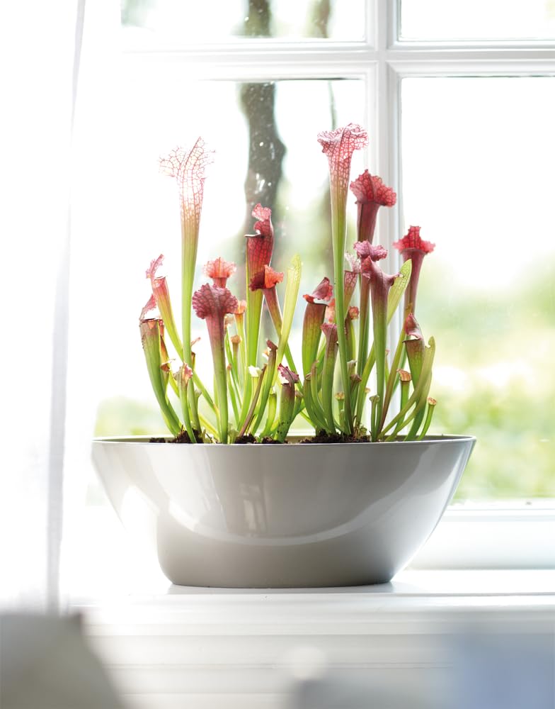 elho-brussels-diamond-ovale-20cm-pot-de-fleur-gris-perle image 5