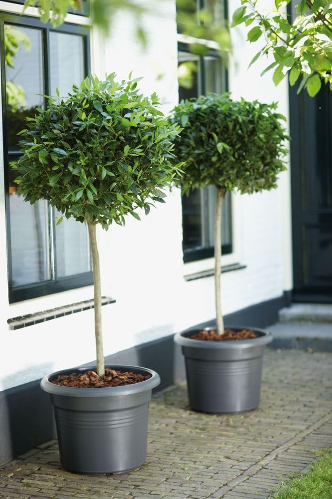 elho-green-basics-cilinder-35cm-pot-de-fleur-living-noir image 5