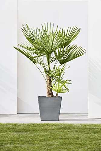 ecopots-rotterdam-grand-pot-sur-roues-50-gris-50-x-50-x-h-49-2-cm-76-3-l image 8