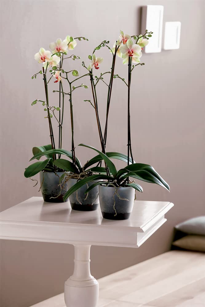 elho-brussels-orchid-e-pot-de-fleur-16cm-16-x-h-14-6-cm-transparent image 7