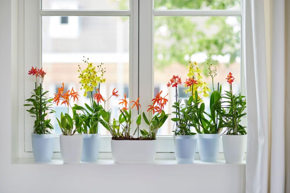 elho-brussels-orchid-e-haut-12-5-cm-pot-transparent-12-5-x-h-15-5-cm image 6