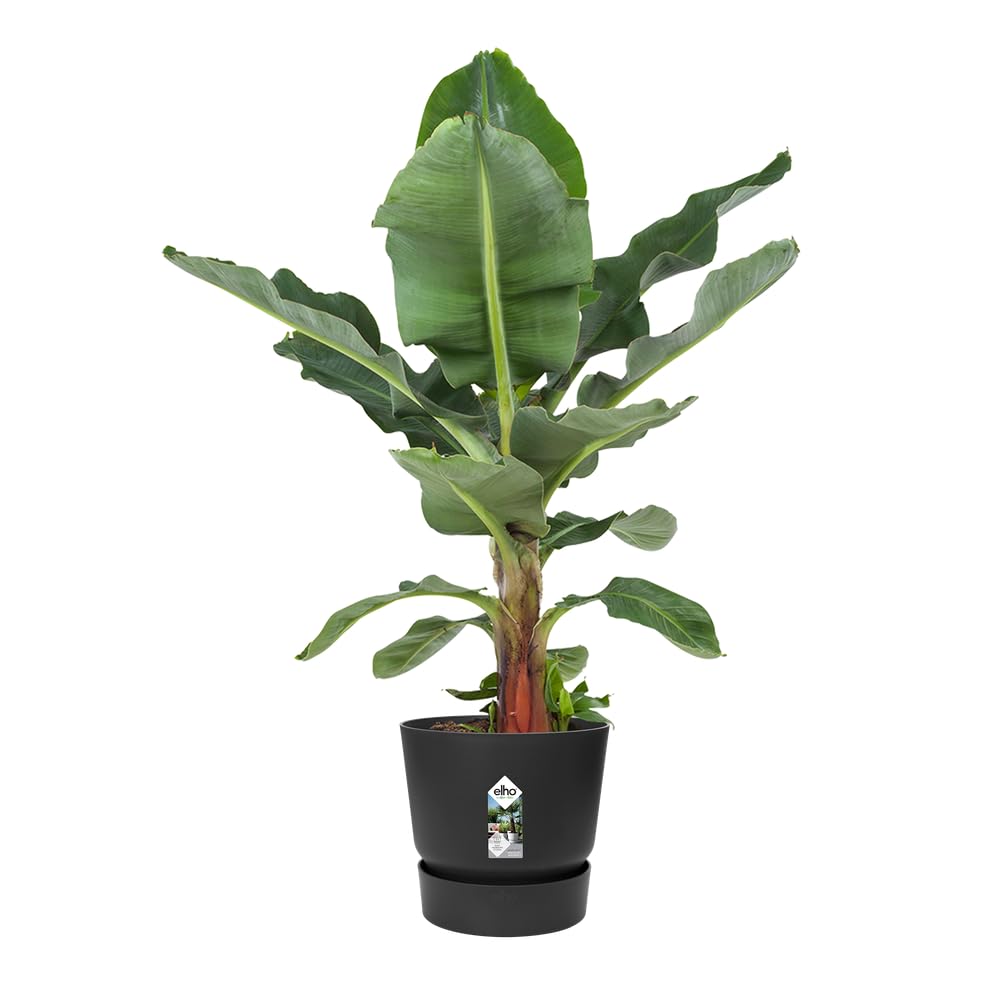 elho-greenville-rond-40-cm-pot-de-fleur-avec-soucoupe-int-gr-e-living-noir image 3