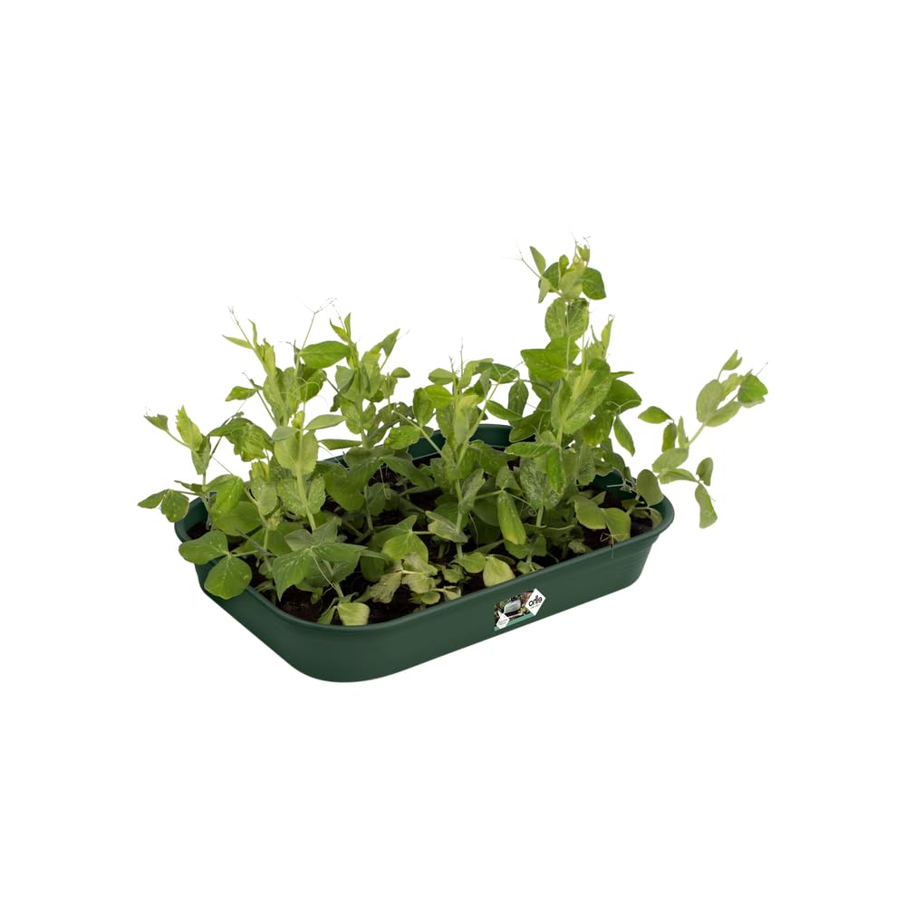elho-green-basics-plateau-de-culture-m-leaf-green image 3