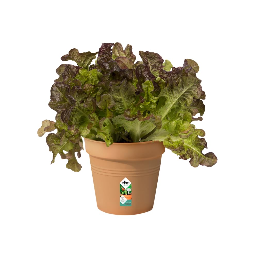 elho-green-basics-pot-de-culture-11-cm-mild-terra image 3