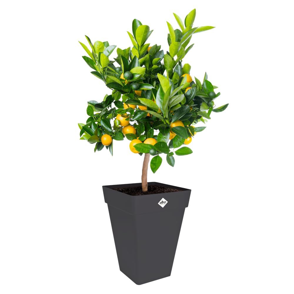 elho-loft-urban-carr-haut-37cm-pot-de-fleurs-anthracite image 7