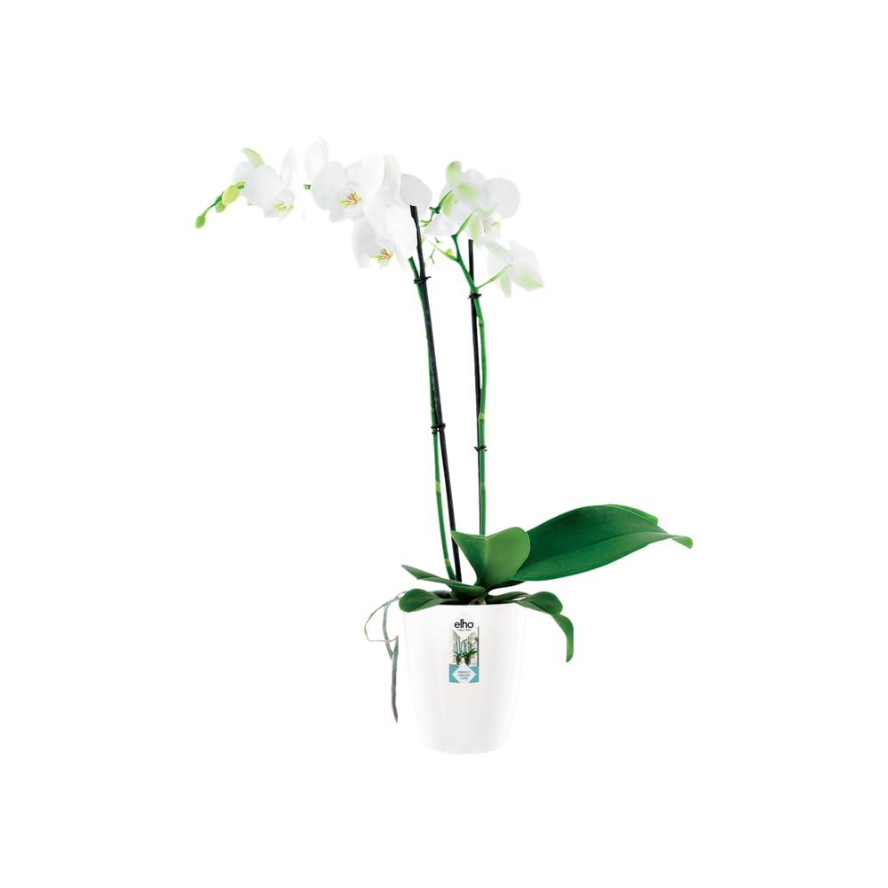 elho-brussels-diamond-orchid-e-haut-12-5-blanc image 3