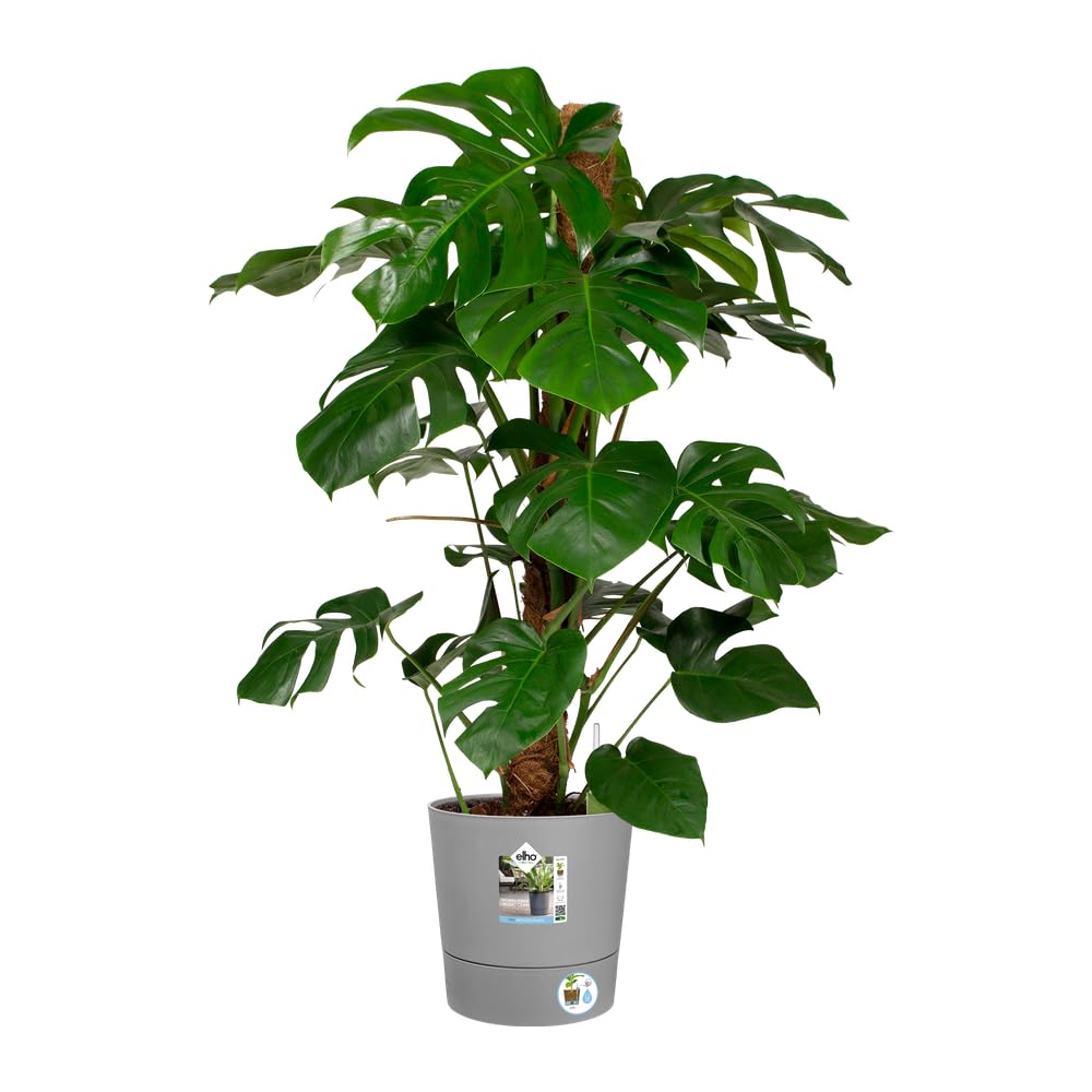 elho-greensense-aqua-care-rond-30cm-pot-de-fleur-ciment-clair image 3