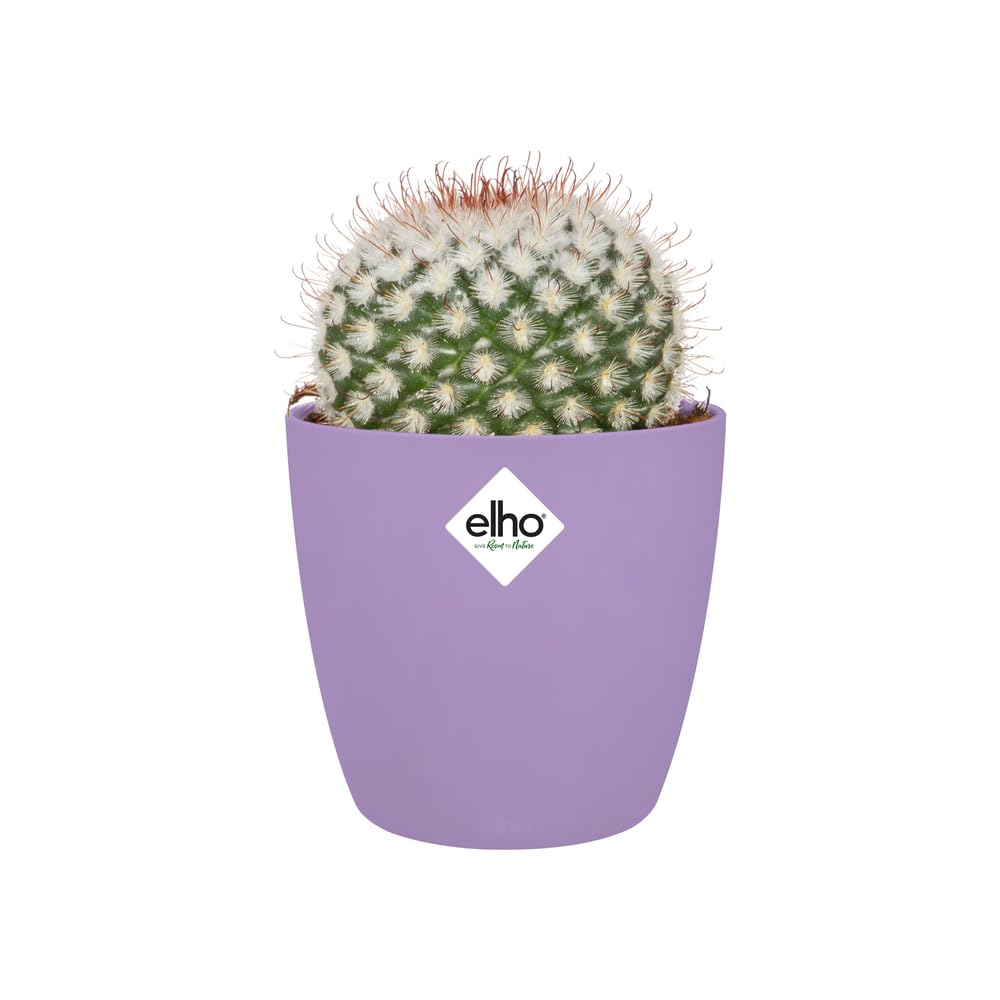 elho-brussels-rond-mini-7-cm-nouveau-violet-6-7-x-h-6-cm image 7