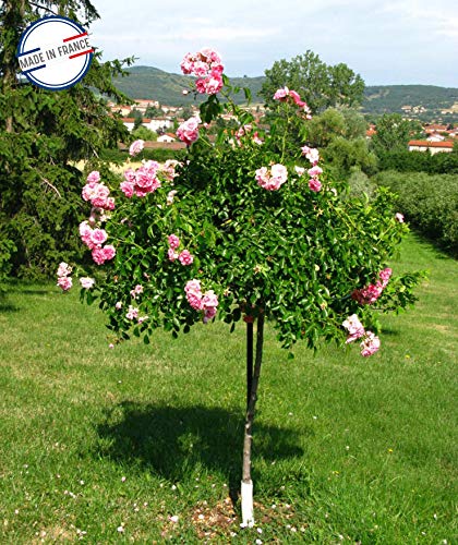 louis-moulin-tuteur-parapluie-9-p-tales-pour-rosier-fer-vieilli-100-x-250-cm image 6