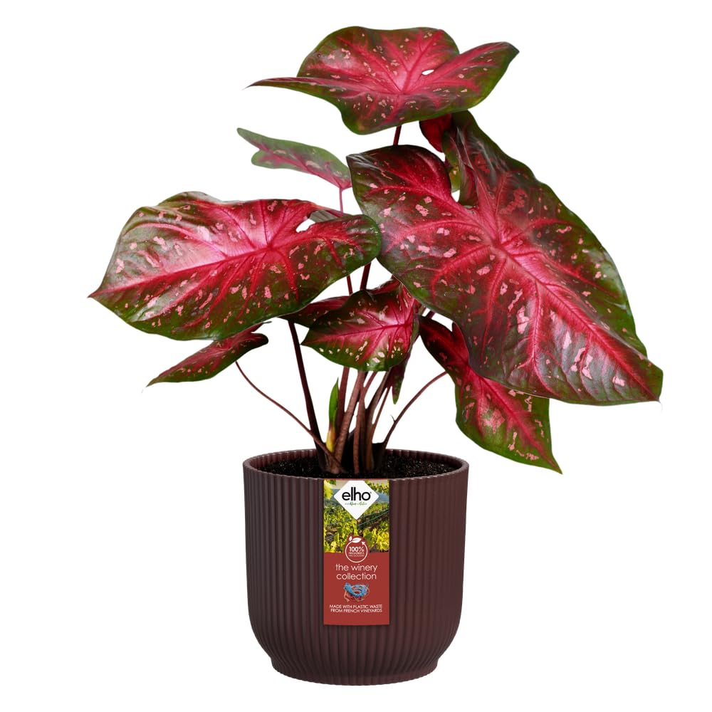 elho-gift-winery-collection-14-16-18-cm-lot-de-3-pots-mauve-fonc image 8
