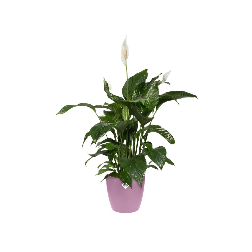 elho-brussels-rond-14-cm-cache-pot-violet-vif image 3