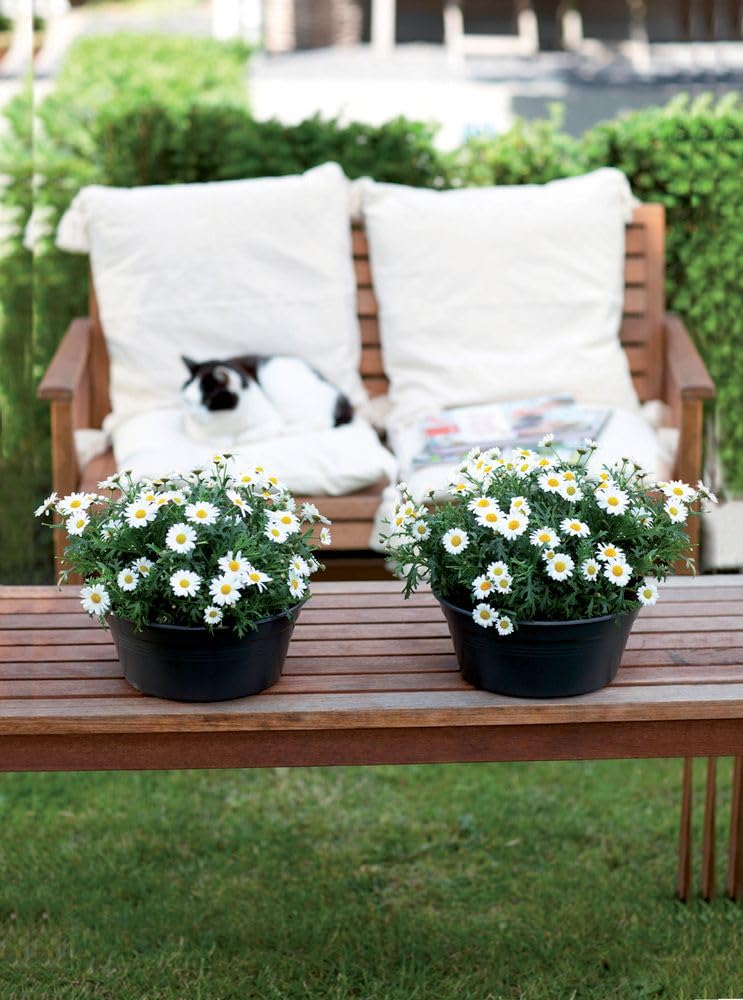 elho-green-basics-coupe-27-cm-pot-de-fleur-living-noir-27-x-h-11-4-cm image 5