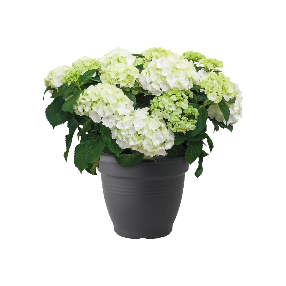 elho-green-basics-campana-pot-de-fleurs-30-cm-noir image 6
